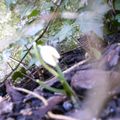 la première fleur du jardin