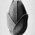 "Plant Studies by Karl Blossfeldt and Related Works" @ Die Photographische Sammlung 