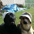 Mes chiens !!