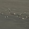 Oiseaux marins de la Presqu'île