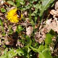 Bumblebee on dandelion / Bourdon sur pissenlit / Hommel op paardenbloem