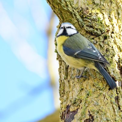 Quelques oiseaux pour continuer la balade ...