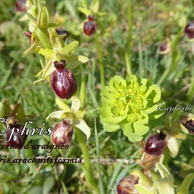 Ophrys et Orchis 