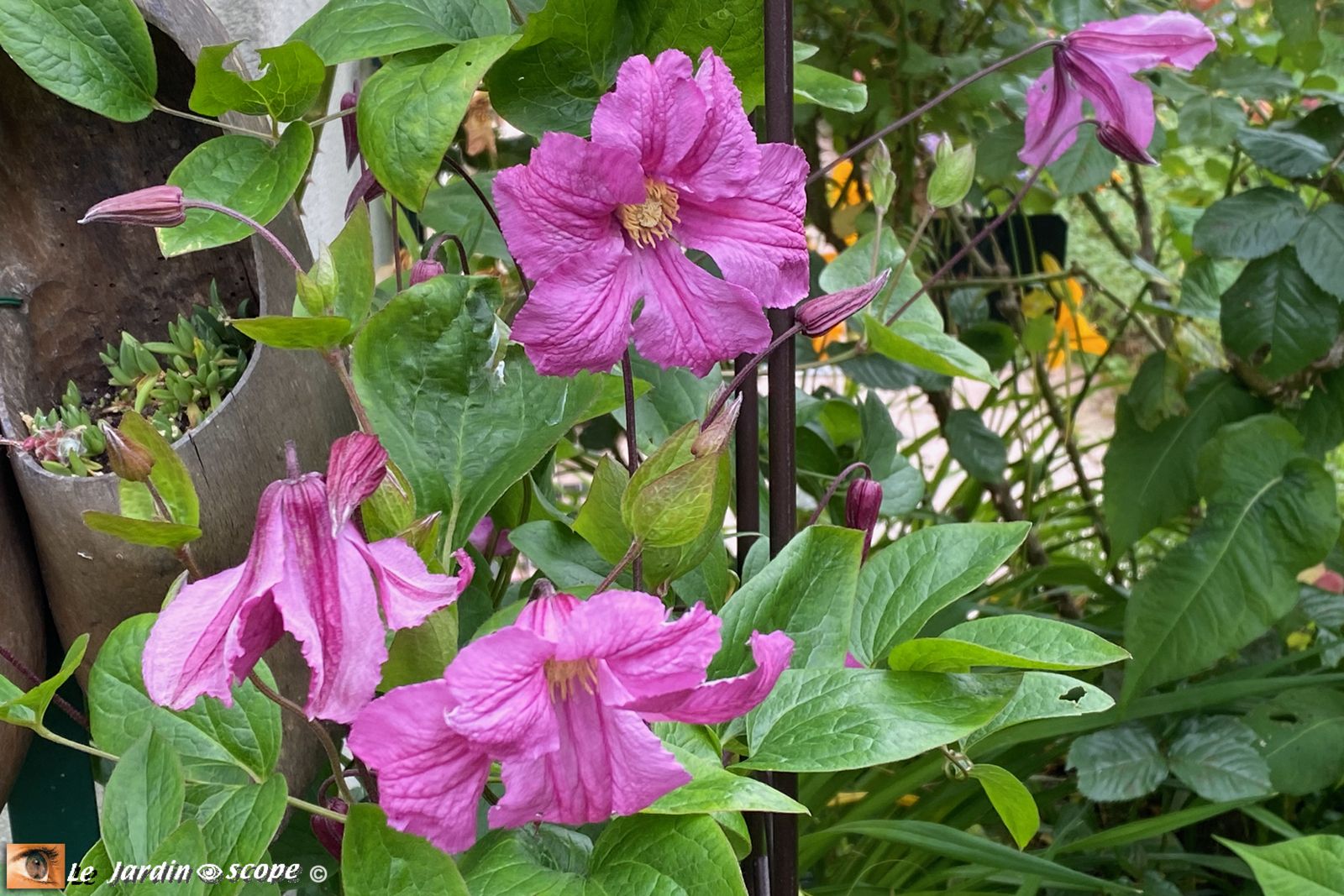 Clematis integrifolia Alionushka