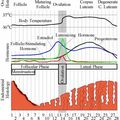 J13: Ovulation... ou pas? 