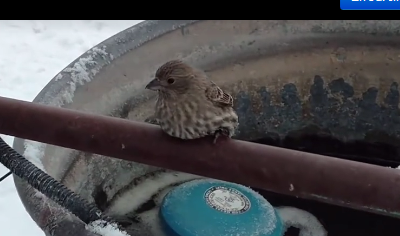 - Collé par le froid, un oiseau est sauvé par la vigilance d'un homme astucieux ! (VIDÉO)