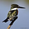 Martin-pêcheur vert (Chloroceryle americana)