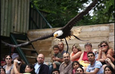 Le zoo de Beauval