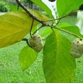 L'arbre à patates.