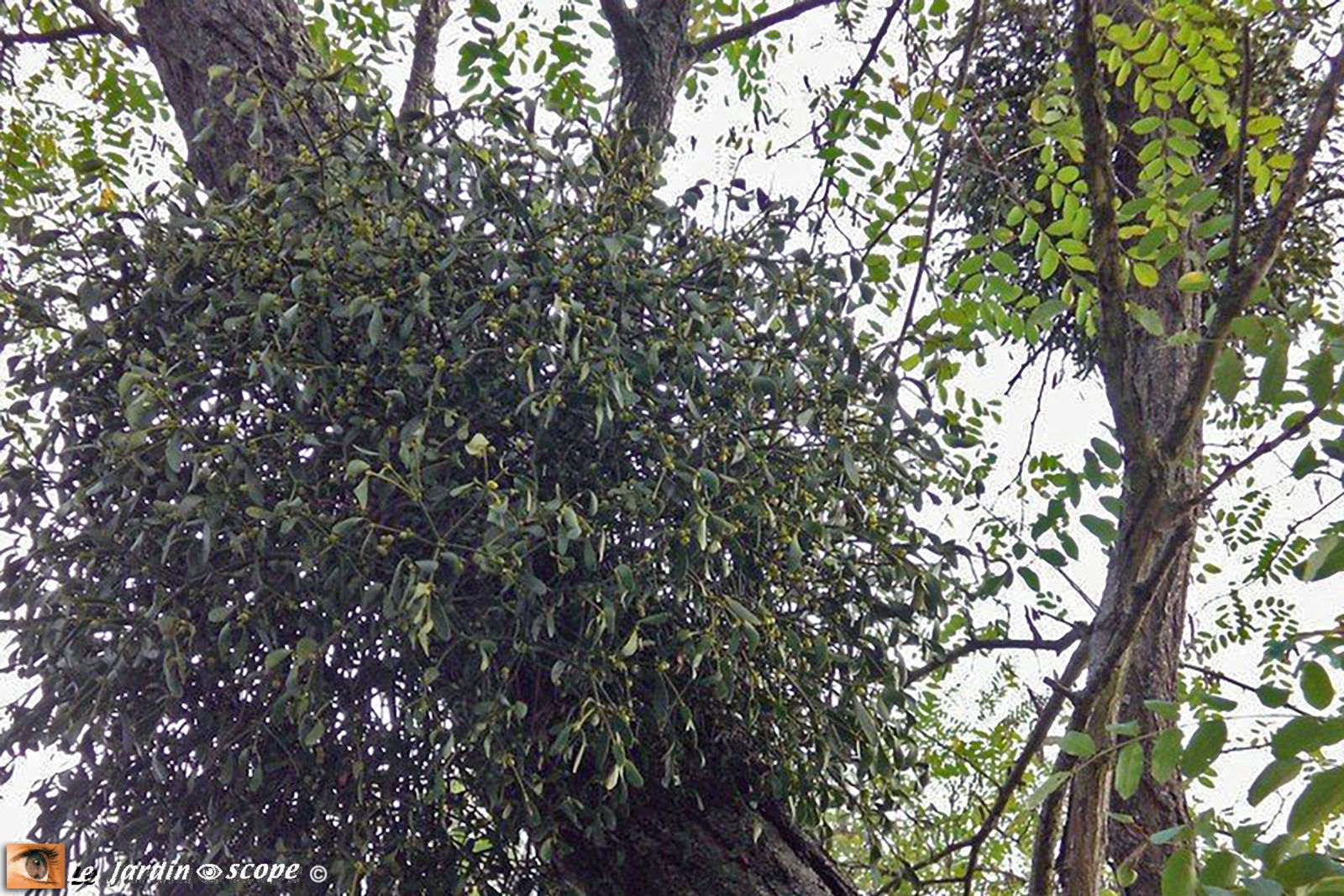 Gui parasitant un arbre
