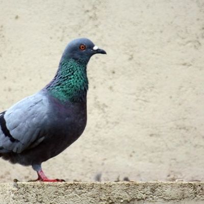 Pas si bête les pigeons !