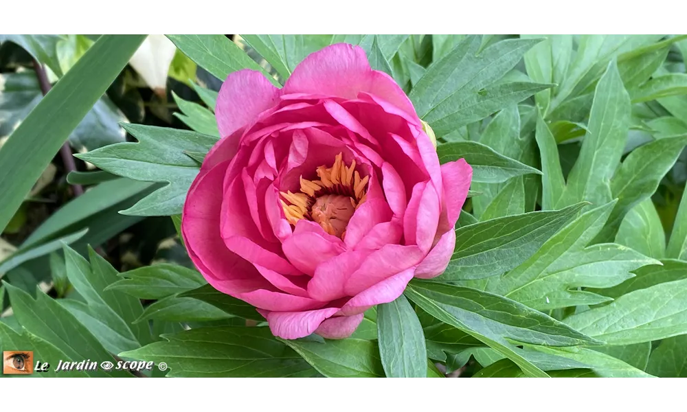 Hillary, une magnifique pivoine Itoh légèrement parfumée