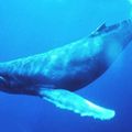 La baleine à bosse, un très gros mamifère marin