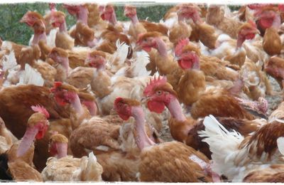 Poulets dans le pré