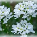 Des fleurs contre des poissons