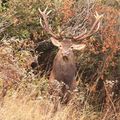 Cerf (cervus elaphus)