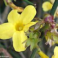  La floraison hivernale du Jasmin en fait son principal attrait