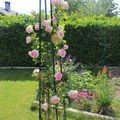Rose garden...