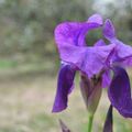 [dans le jardin] en fleurs... 