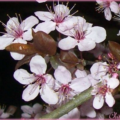 Et si les fleurs s'y mettent ...!