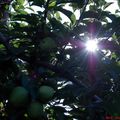 La pomme métamorphosée en Soleil.