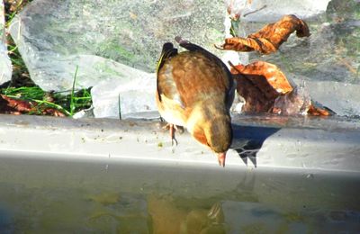 Les oiseaux avaient soif ce matin!