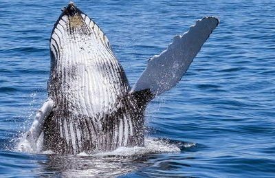 Les baleines de Bangudae