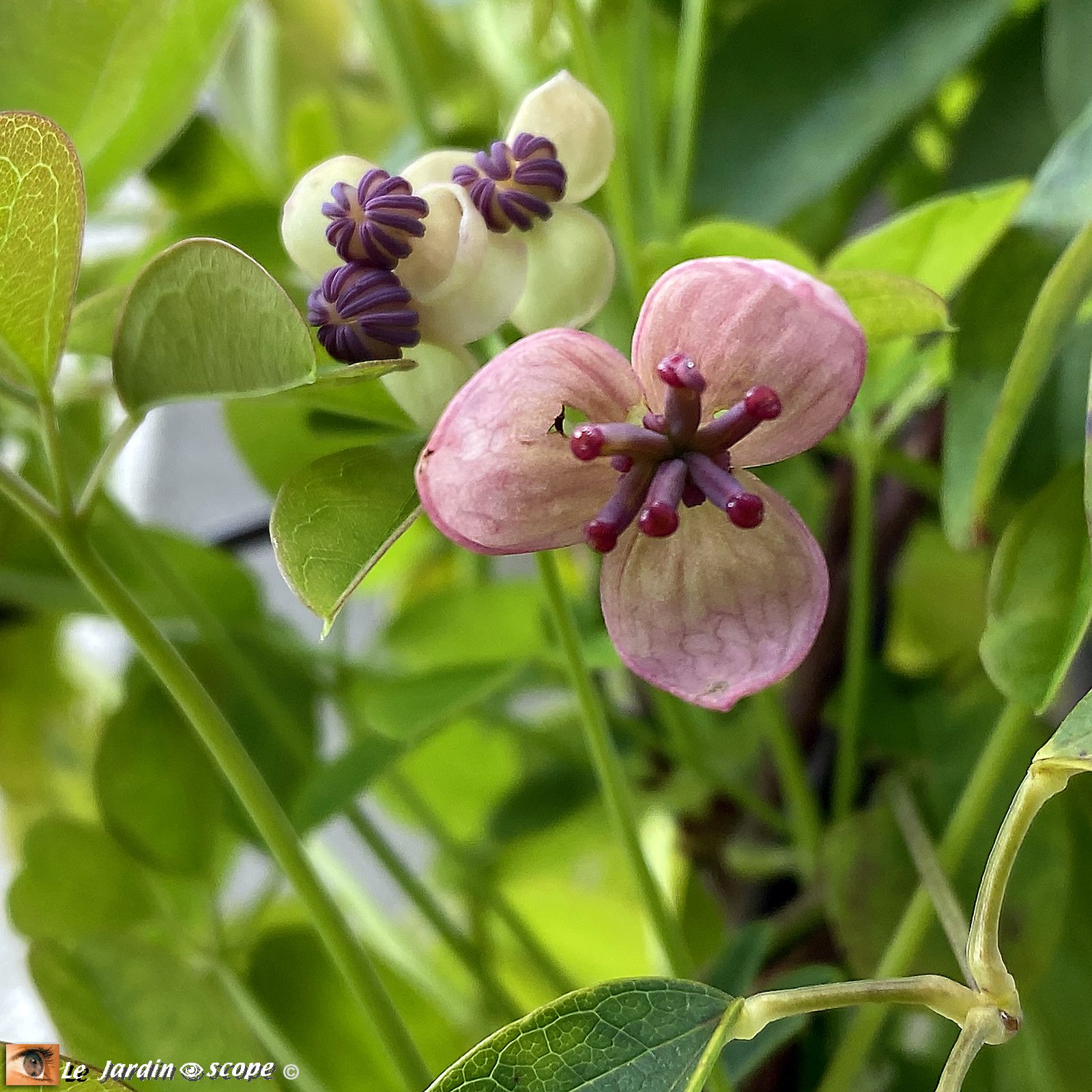 Akébia quinata Silver Bells
