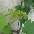 chasselas en fleur