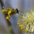 POLLEN