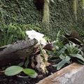 Très belle orchidéee blanche du Jardin des plantes