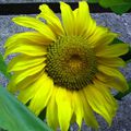 le tournesol , un vrai soleil dans mon jardin