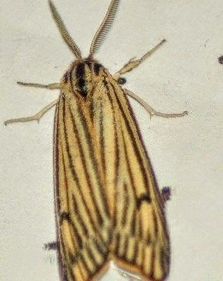 Spiris striata (Linnaeus, 1758) Chouette, Ecaille striée, écaille chouette