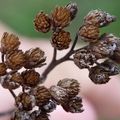 Photos Macro - Essai de ma nouvelle lentille macro