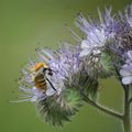 Sur le terrain des abeilles : les fleurs