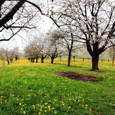 Tiens, voici le printemps