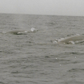 Rencontre avec des baleines au large de l'Espagne par Josy Grouhel