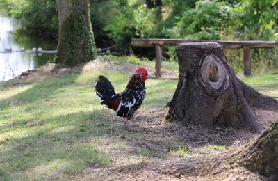 Ferme pédagogique