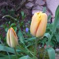 Des tulipes in my garden