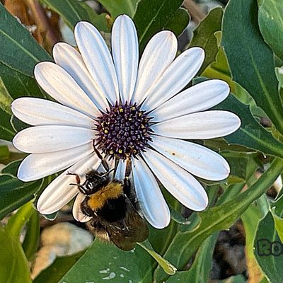 Mercredi 05 novembre 2025 Agréable de passer du temps au jardin , mes photos sont d'hier sous un ciel clément 20° 