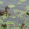 Maman canard probablement sur le canal de Saint-Jean de Braye