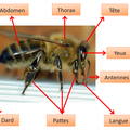 EXPOSE SUR LES ABEILLES