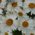 LE BOUQUET DU VENDREDI...