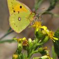 Colias