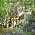 Escapade en forêt d'Aspe et Barétous, le 29 juillet 2017