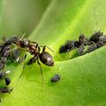 La fourmi et les pucerons