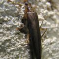 Oedemera (Oncomera) femoralis- Oedemeridae