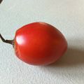 Le Tamarillo