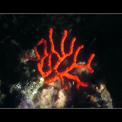 ~~ Découvrir le CORAIL ROUGE ~~