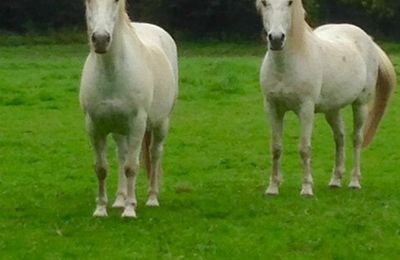 désolé, vous restez là les chevaux!